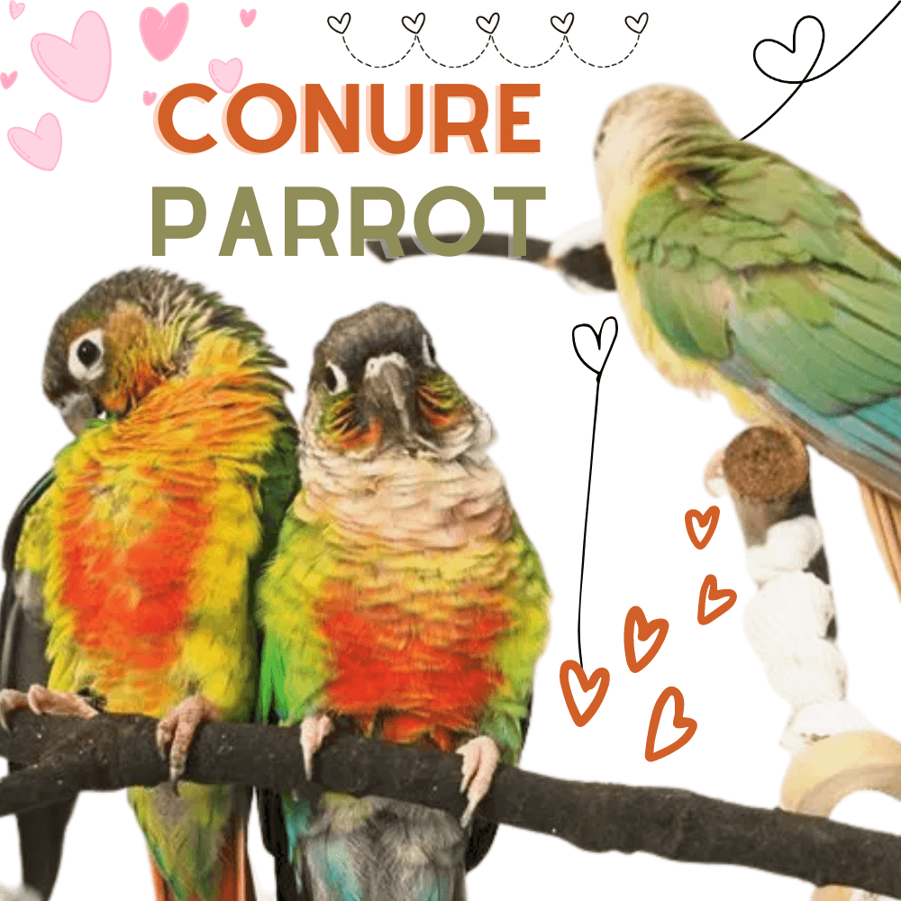 conure