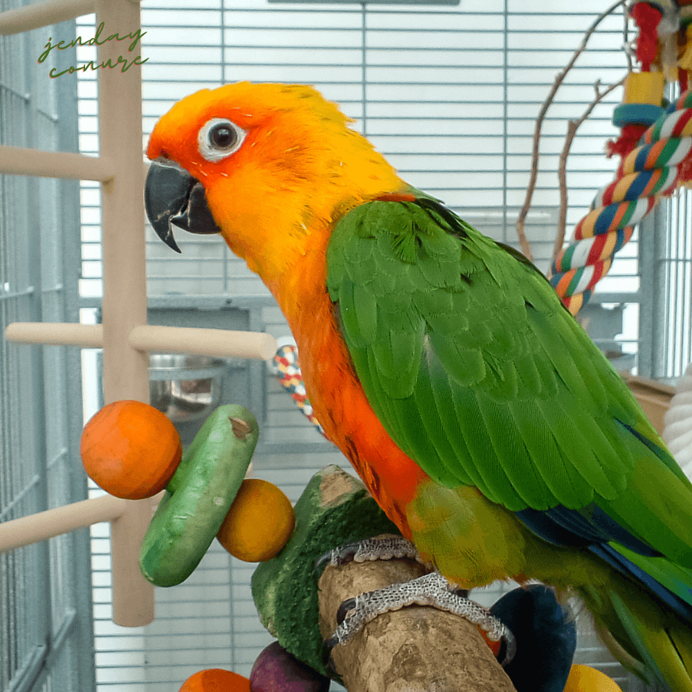 jenday conure