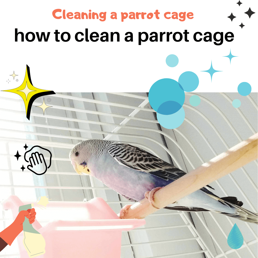 Cleaning a parrot cage