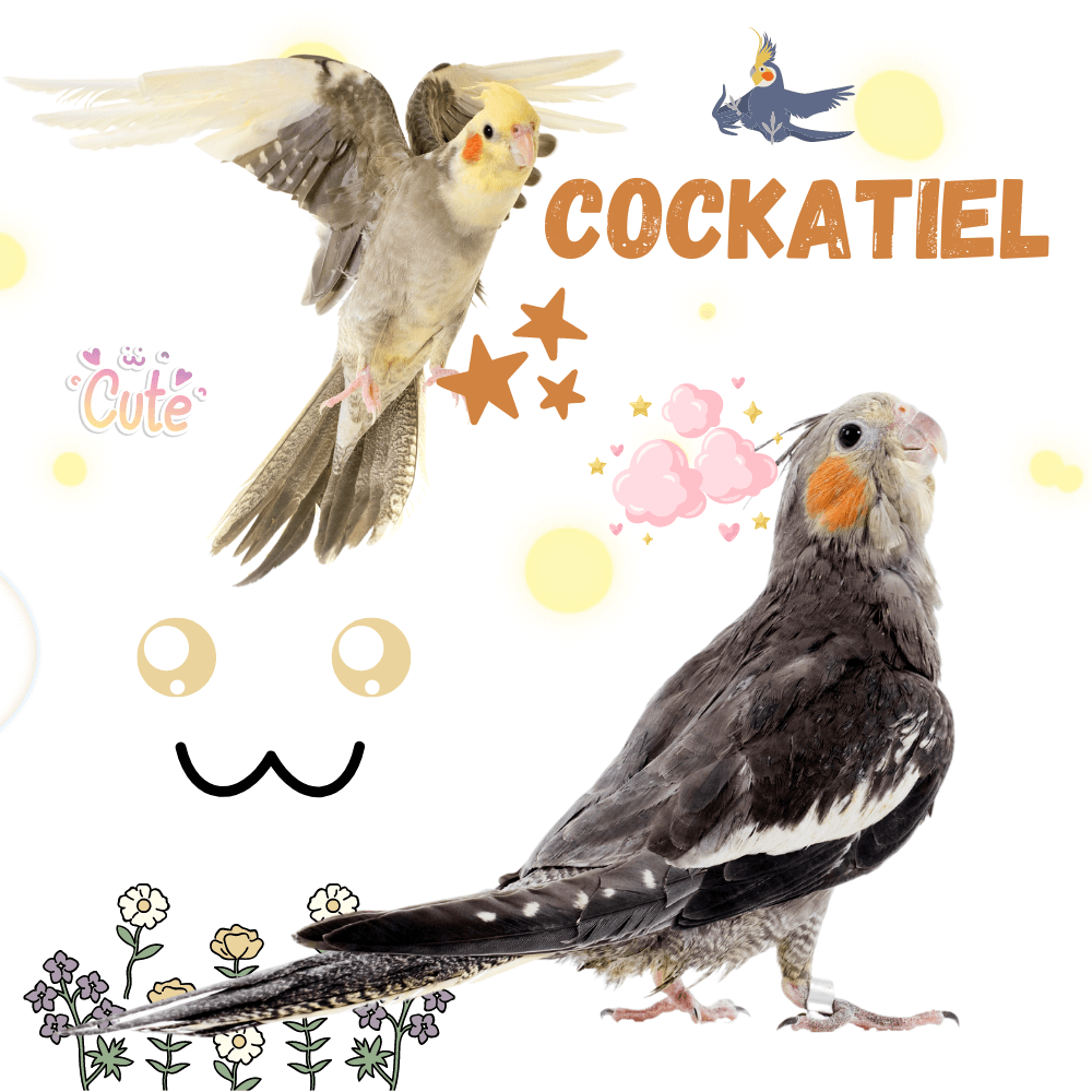 Cockatiel