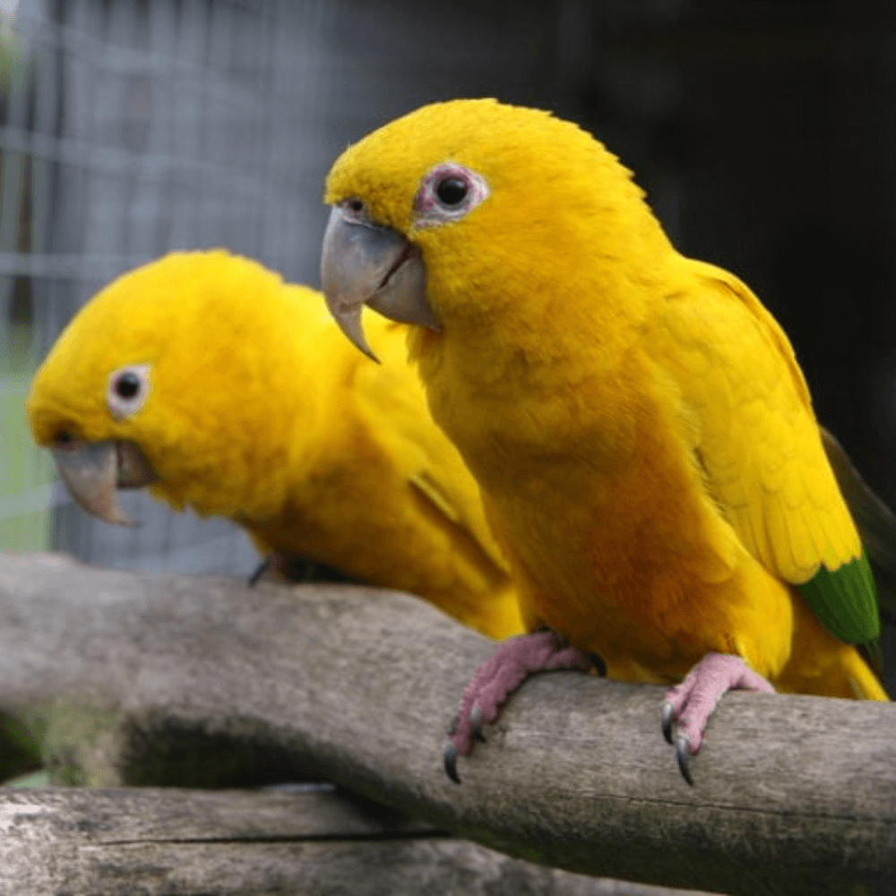 Golden-Conure