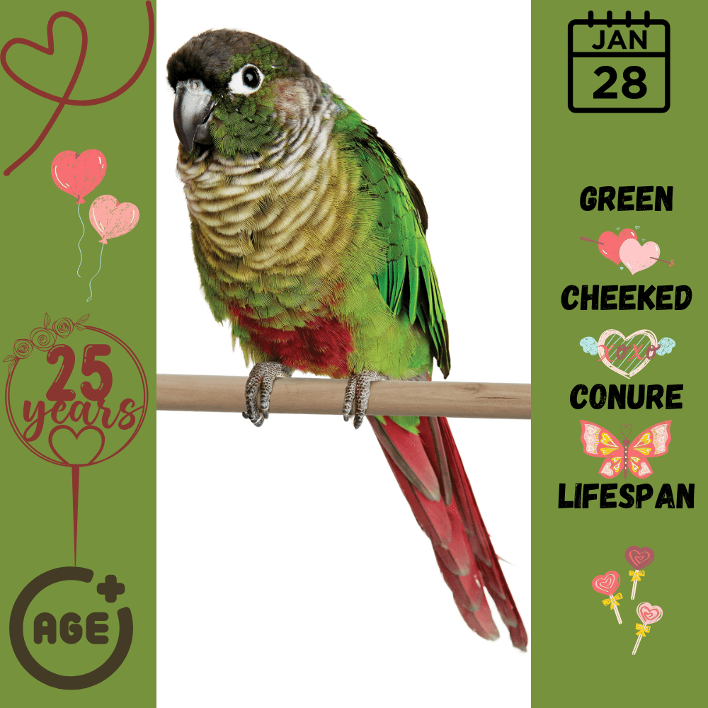 Green-cheeked conure lifespan