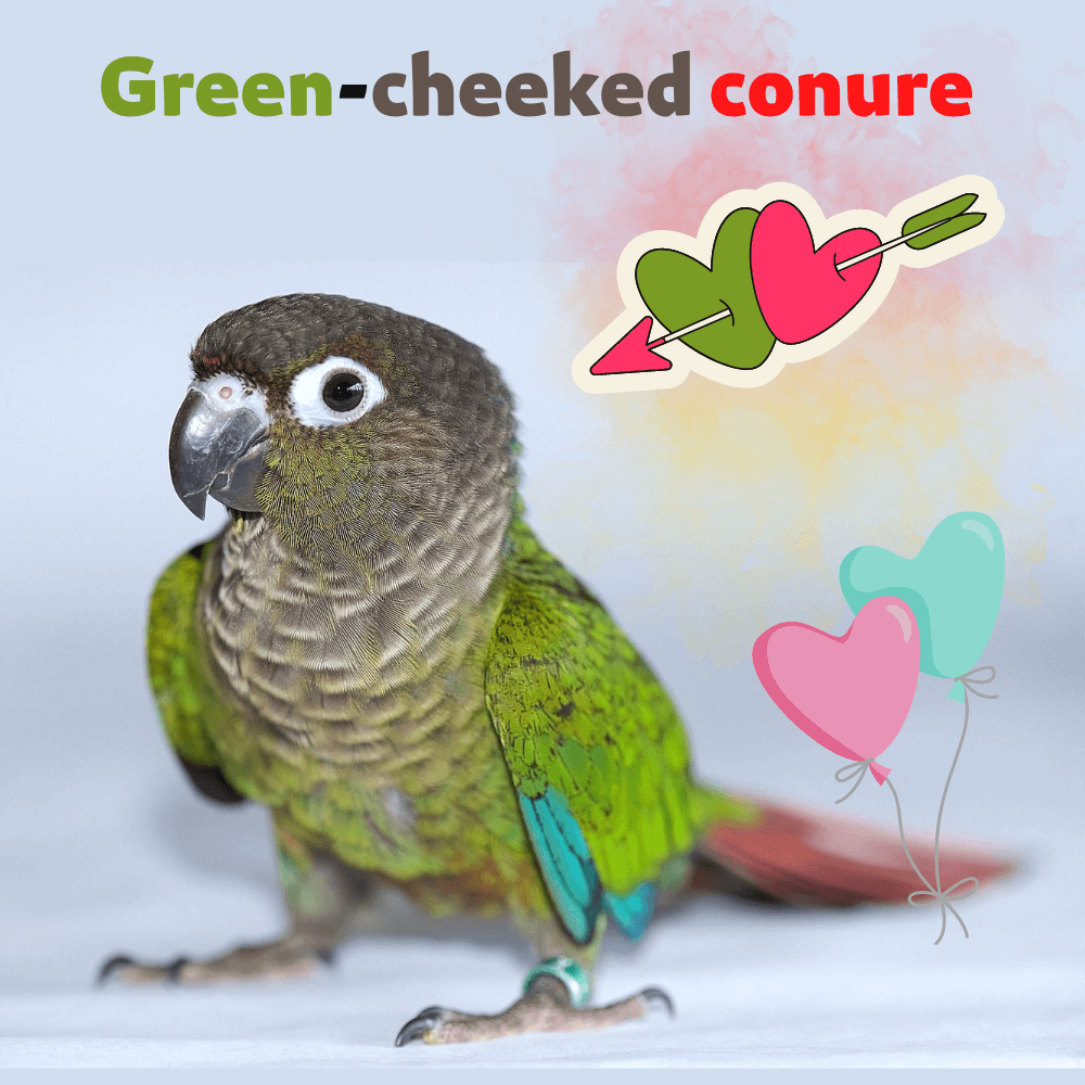 Green-cheeked conure