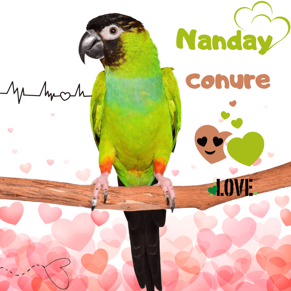 Nanday conures