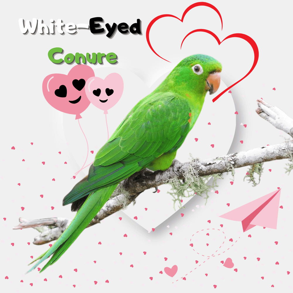 White-Eyed Conure
