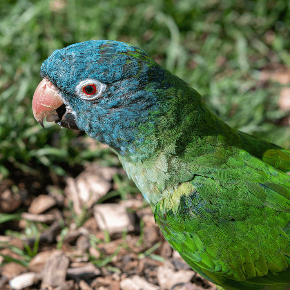 blue crown conure parrot