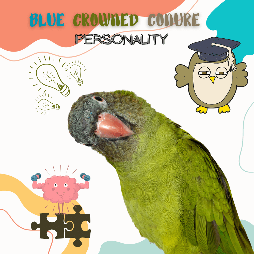 blue crowned conure