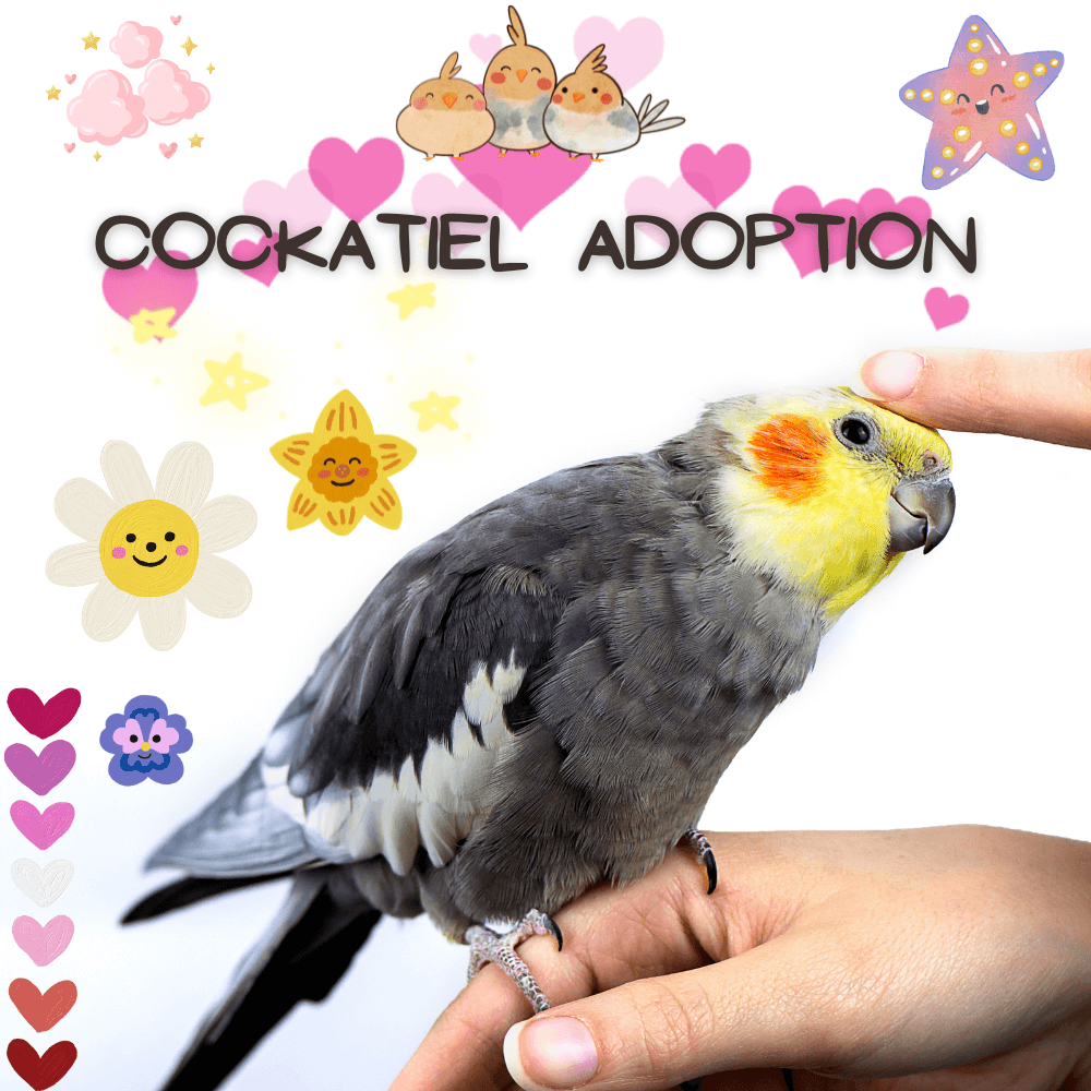 cockatiel adoption