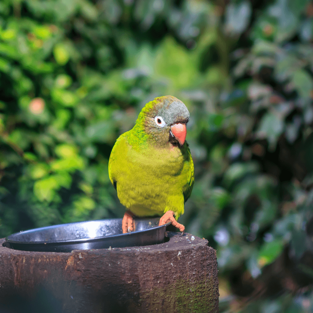 conure blue crown