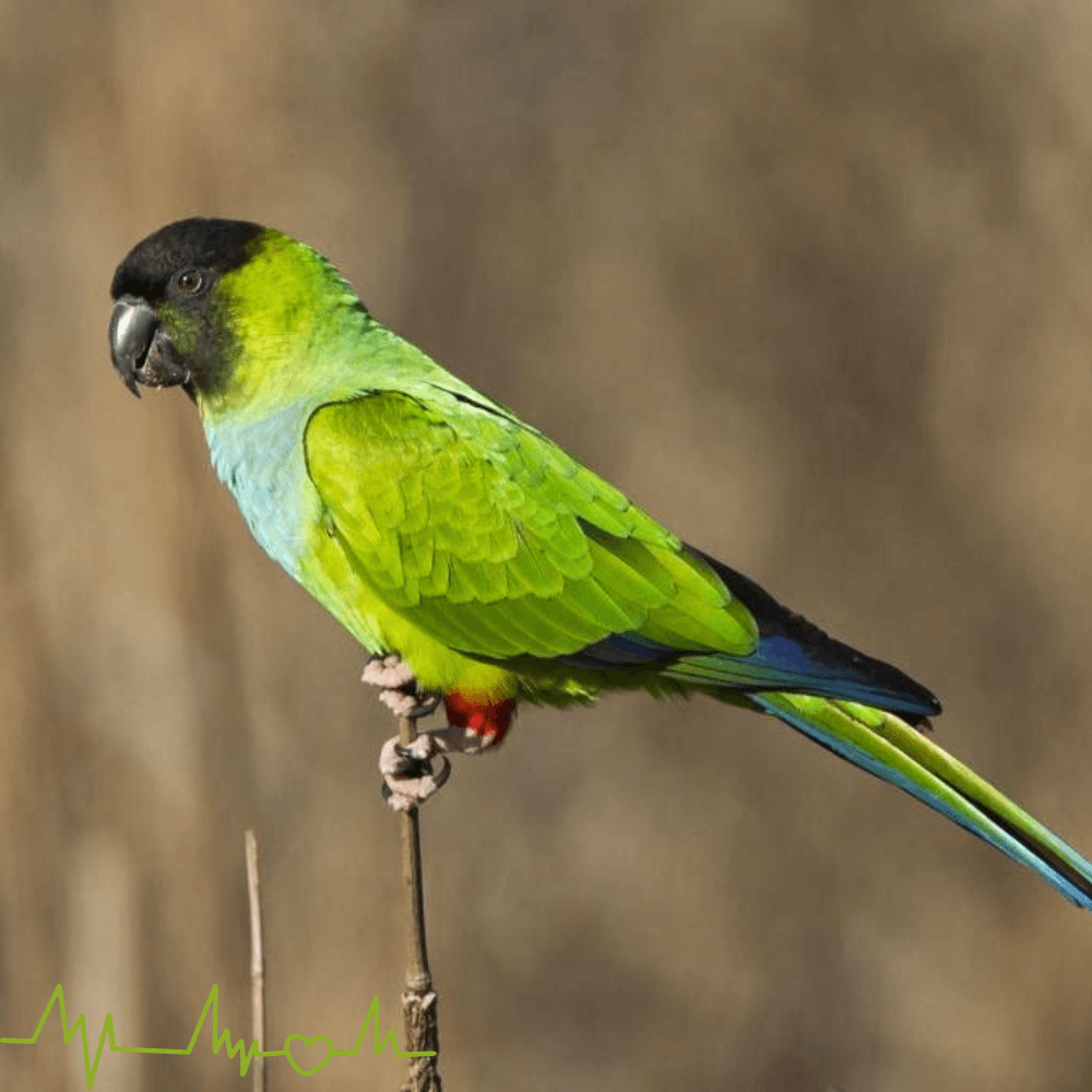 conure nanday