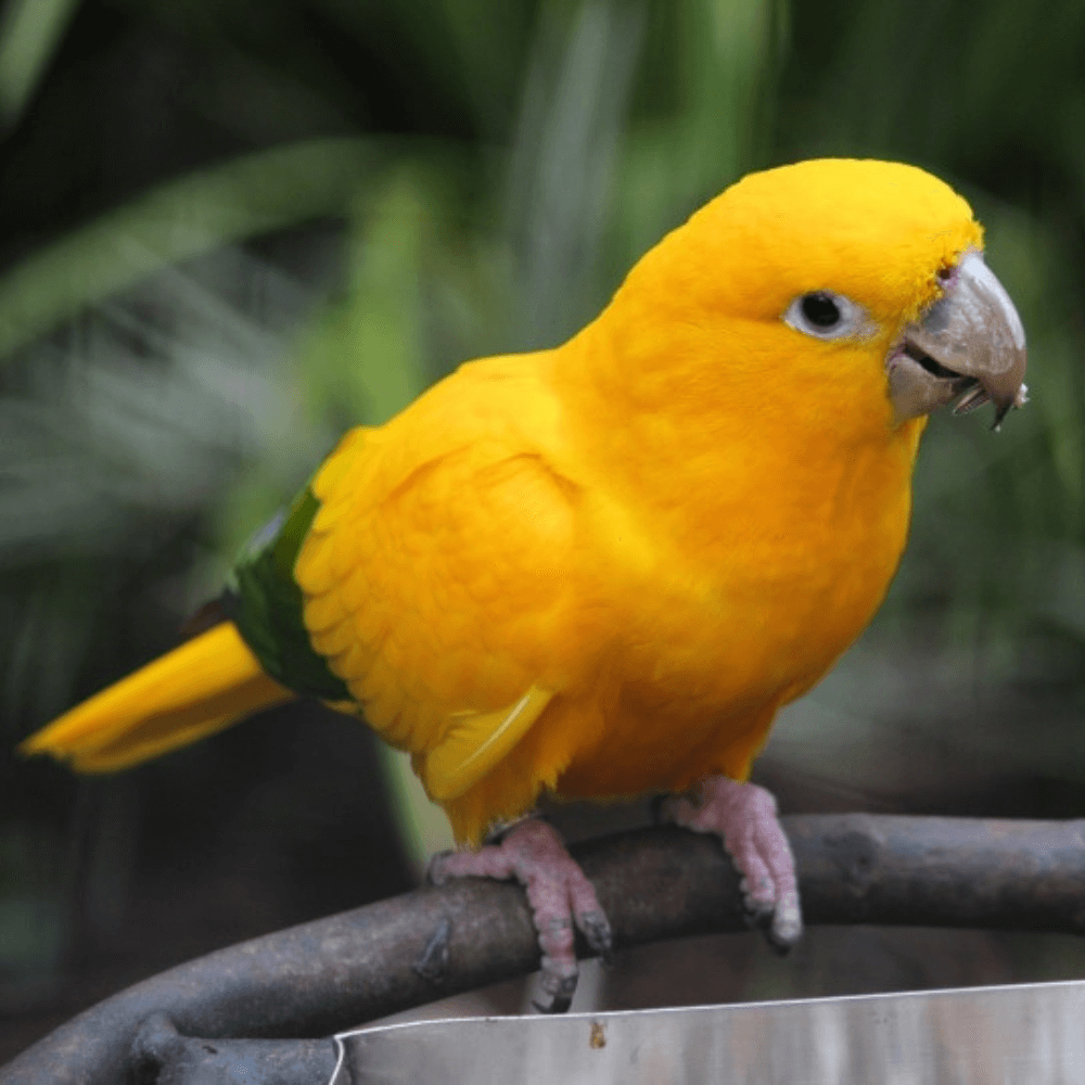 golden conure size