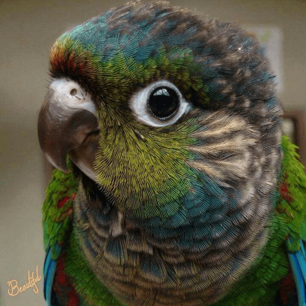 green cheek conure