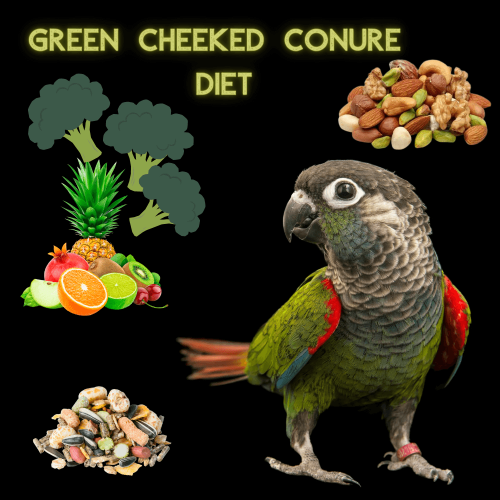 green cheeked conure diet