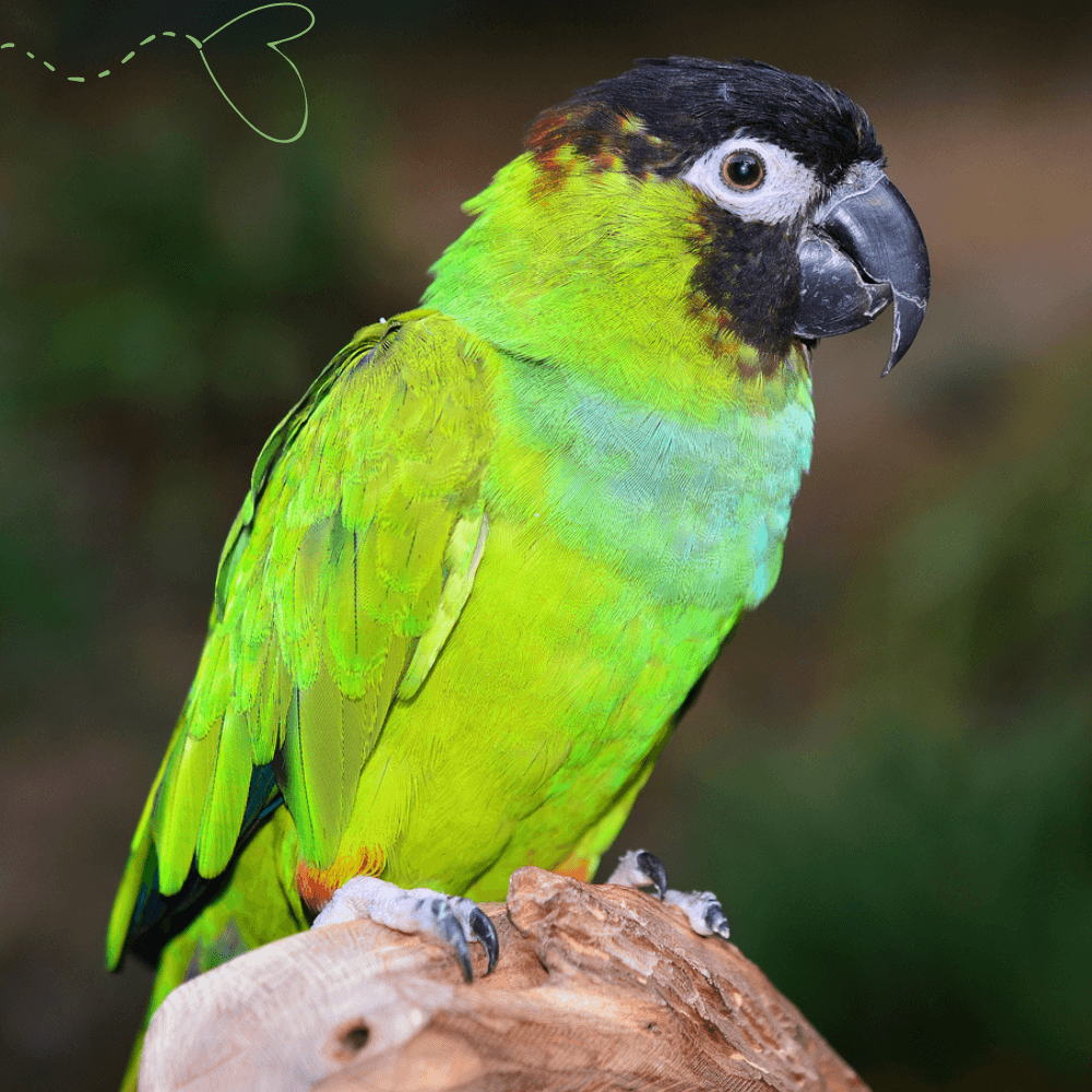 nanday conure bird