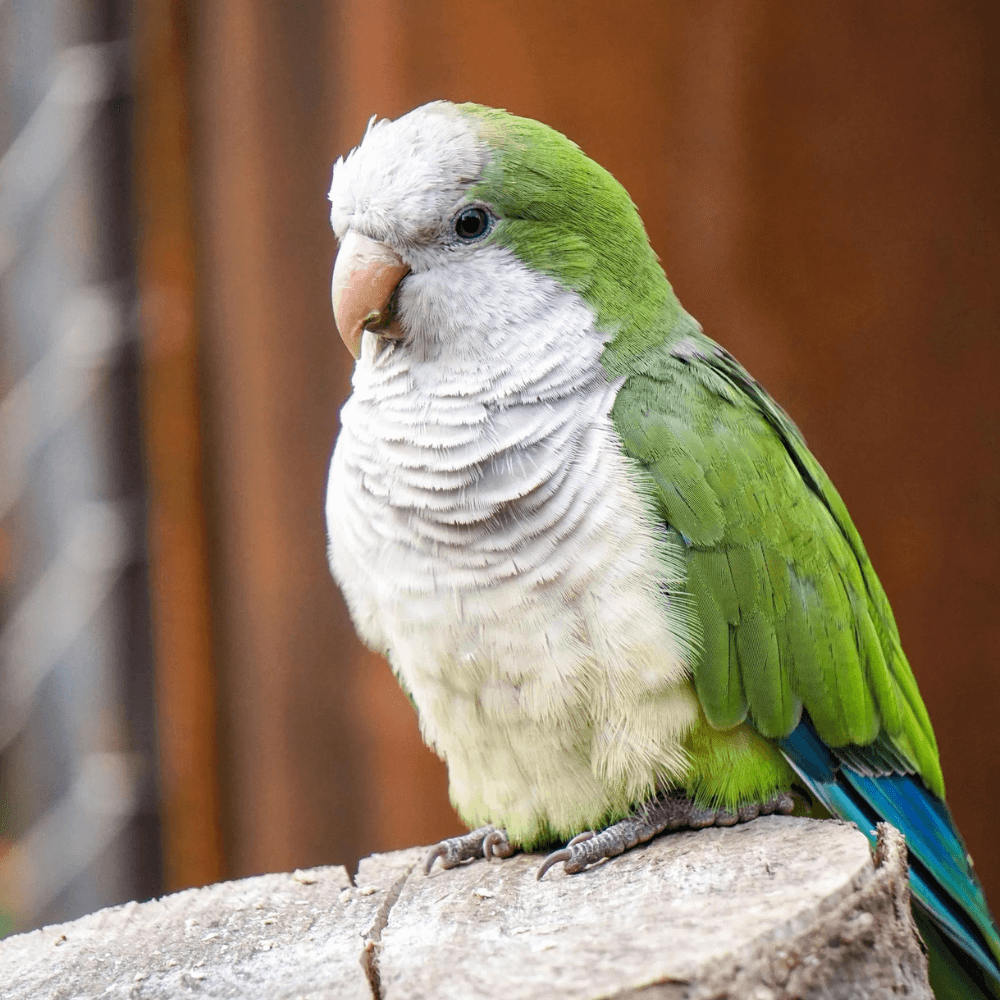 quaker parrot adoption