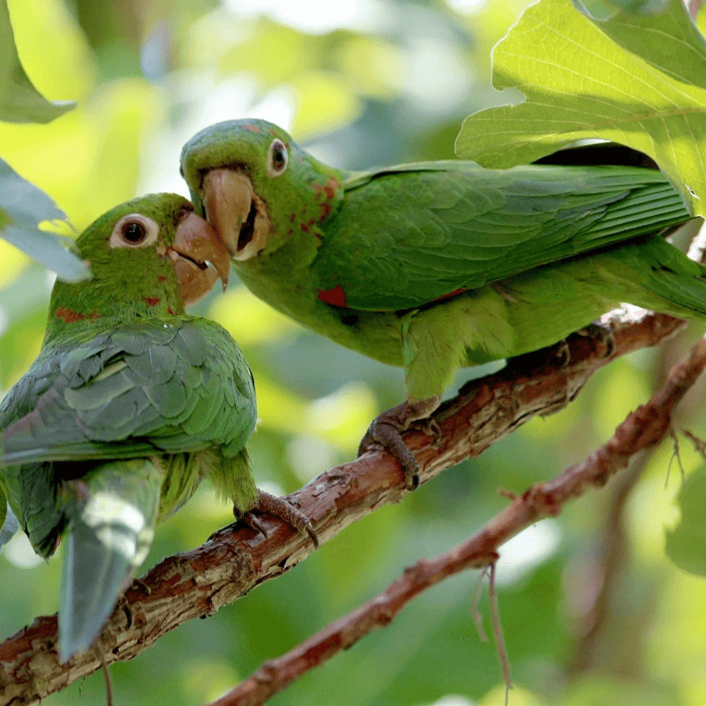 white eyed conure