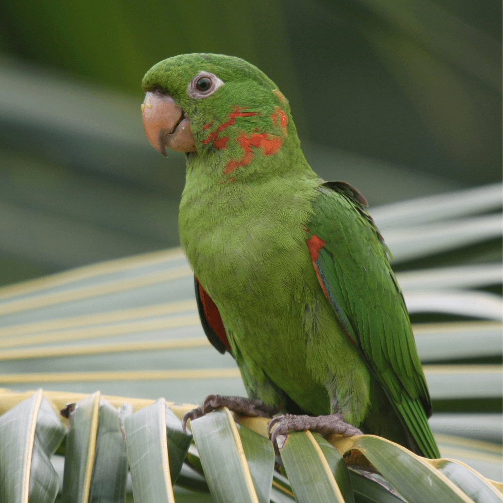 white eyed conure parrot