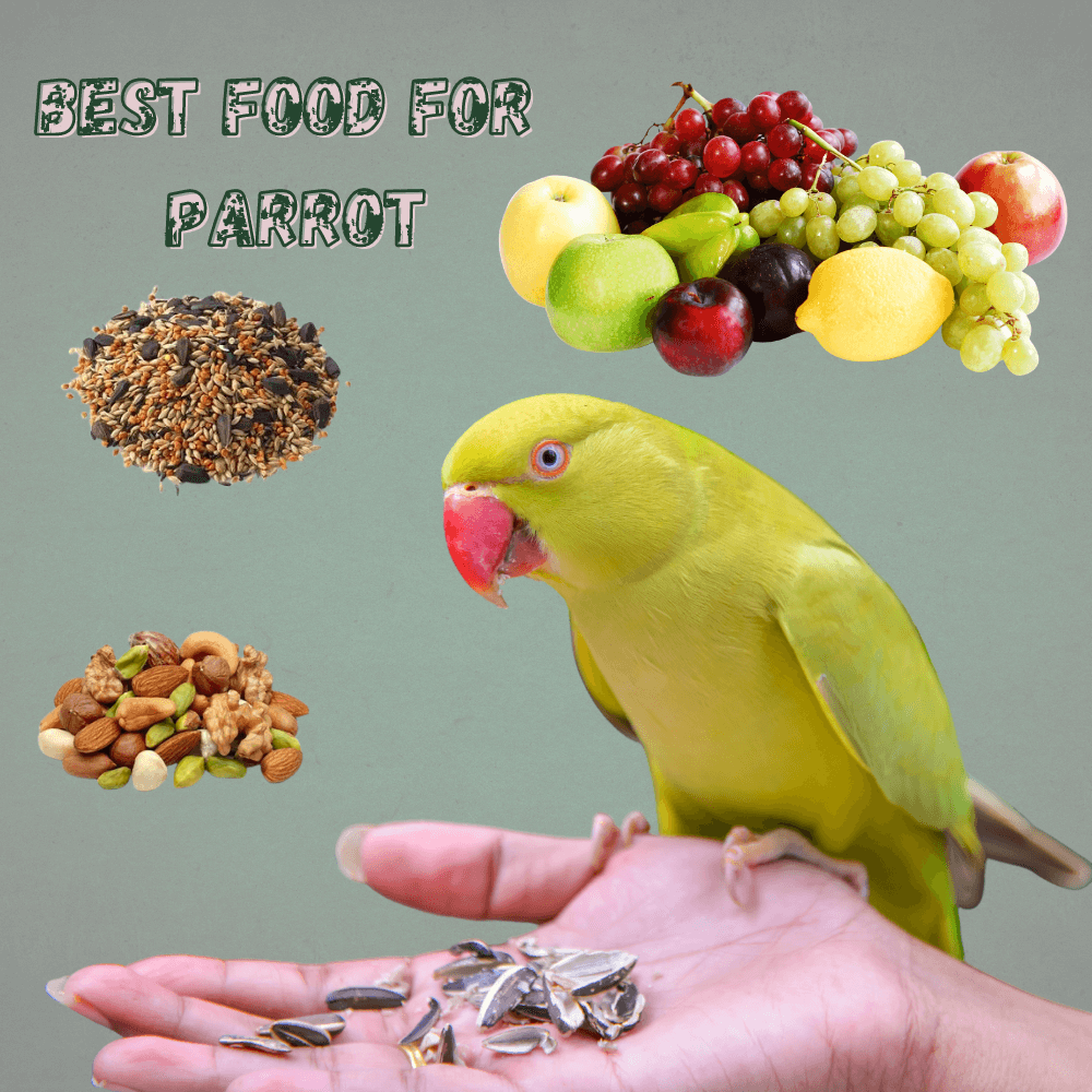 Best food for parrot