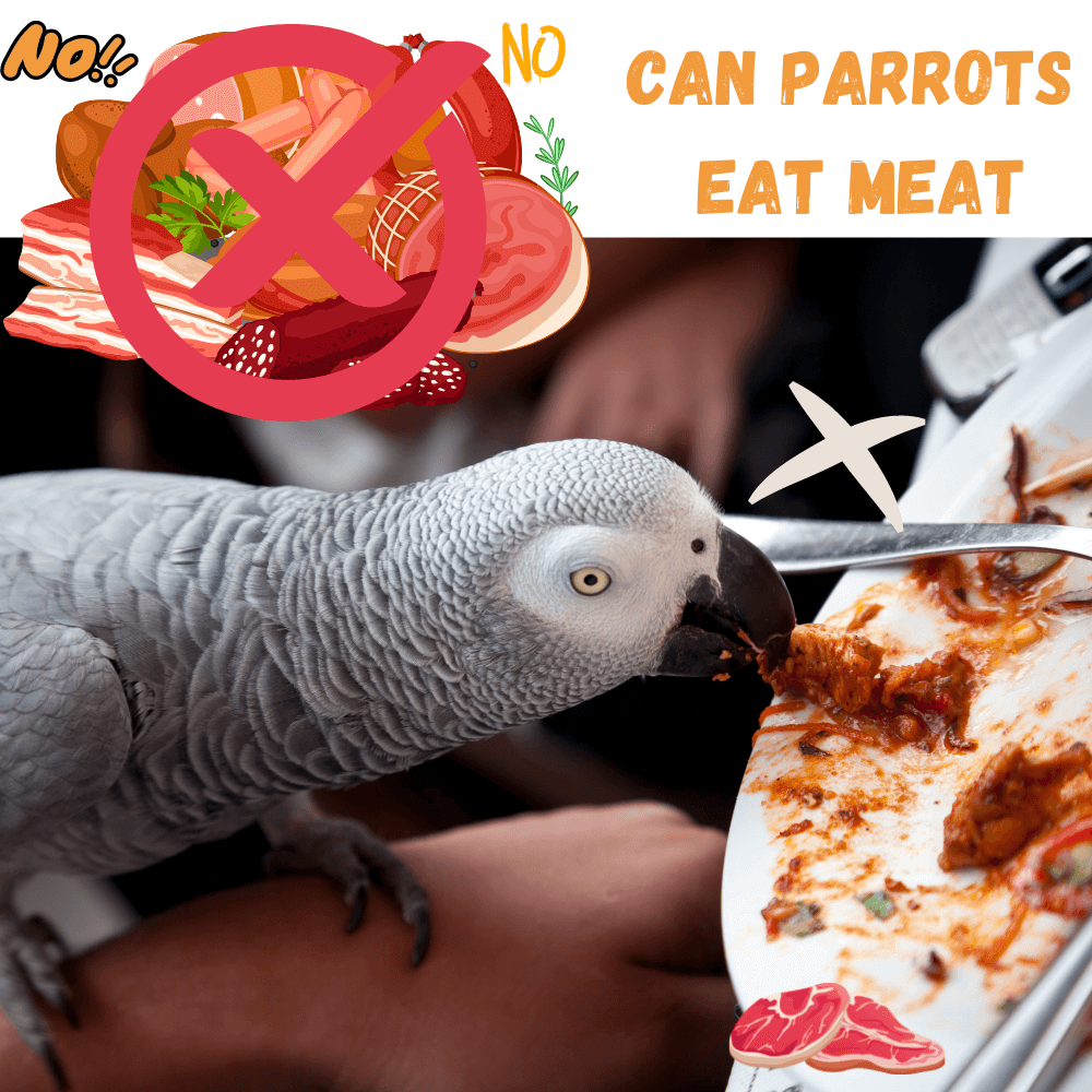 Can parrots eat meat