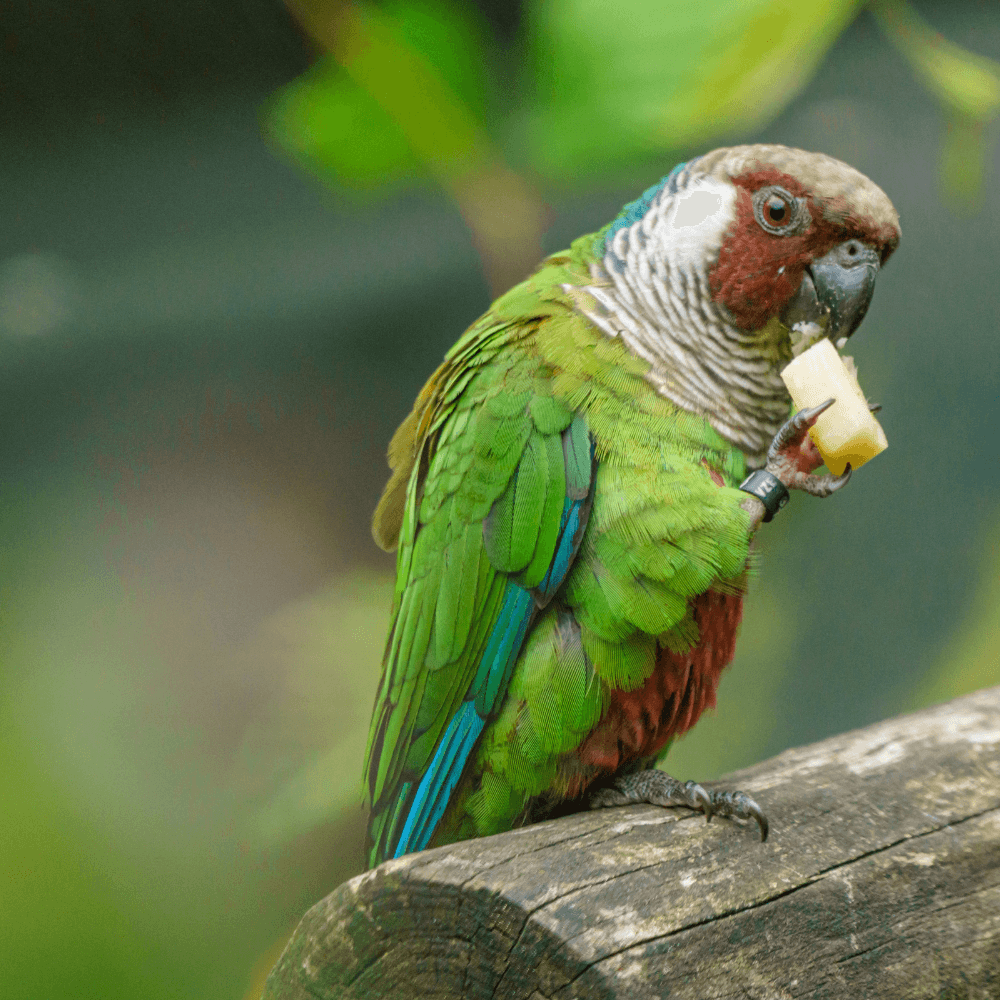 Feeding wild parrots