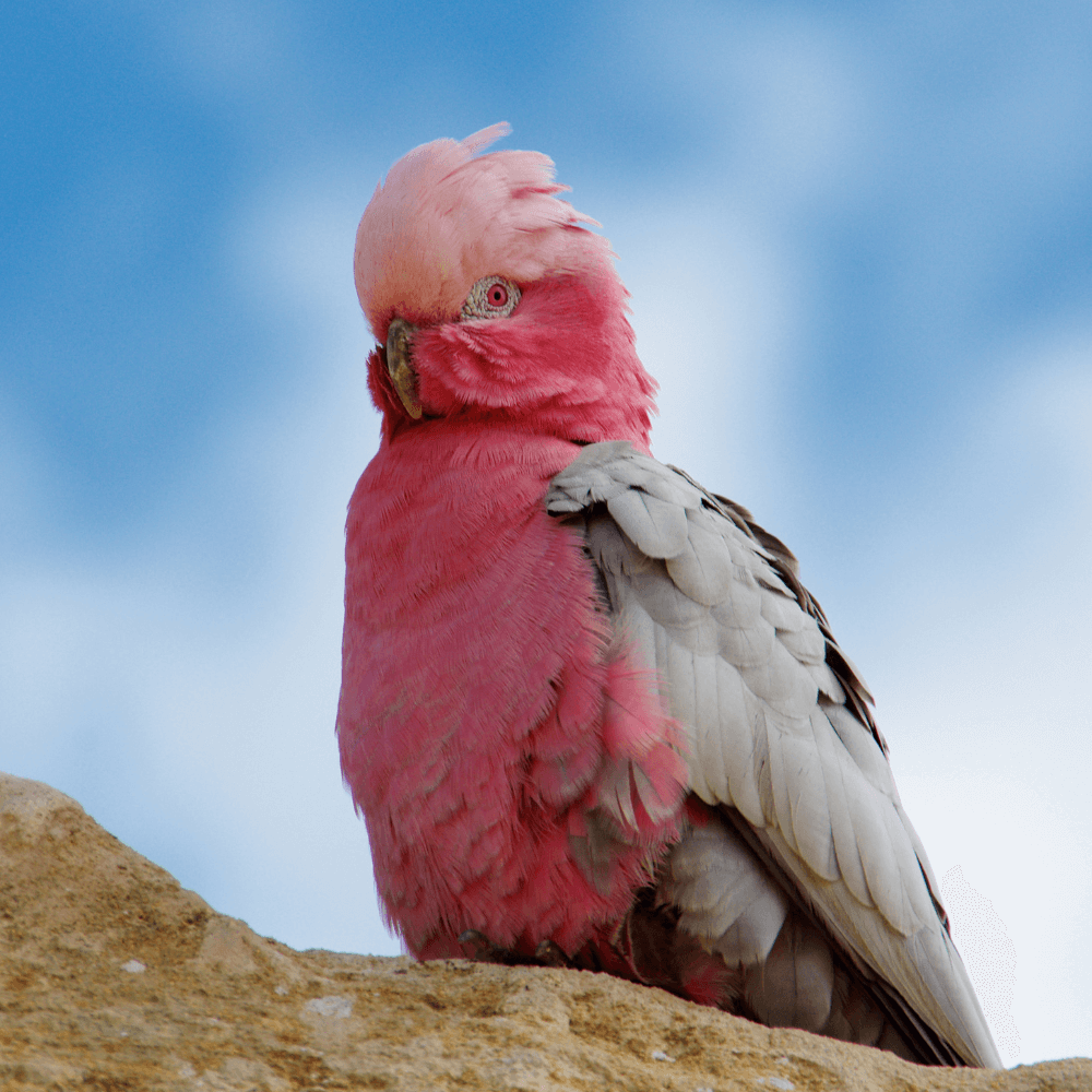 Galah parrot