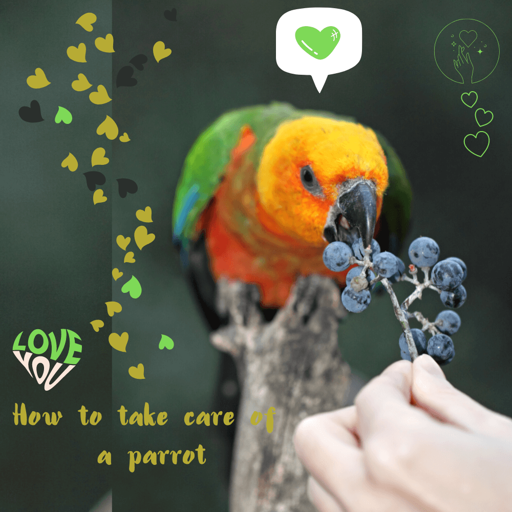 How to take care of a parrot