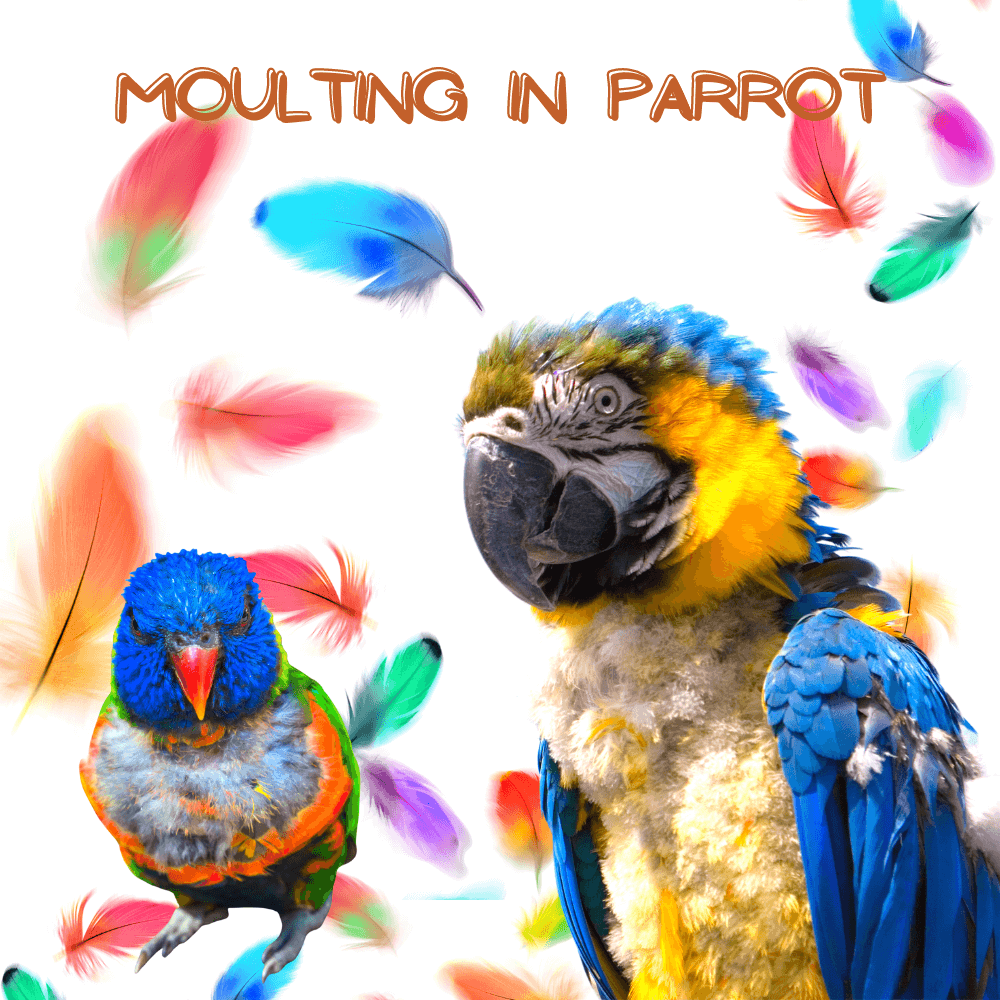 Moulting in parrot
