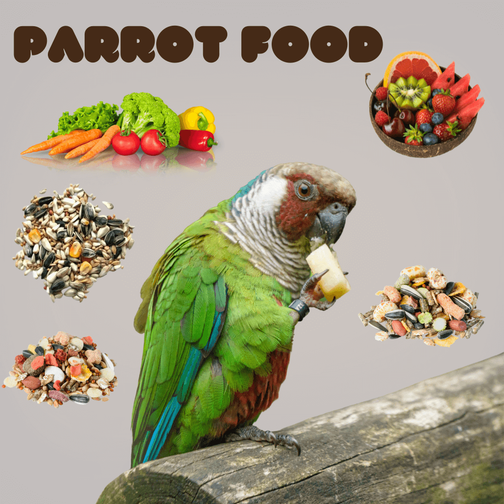 Parrot food