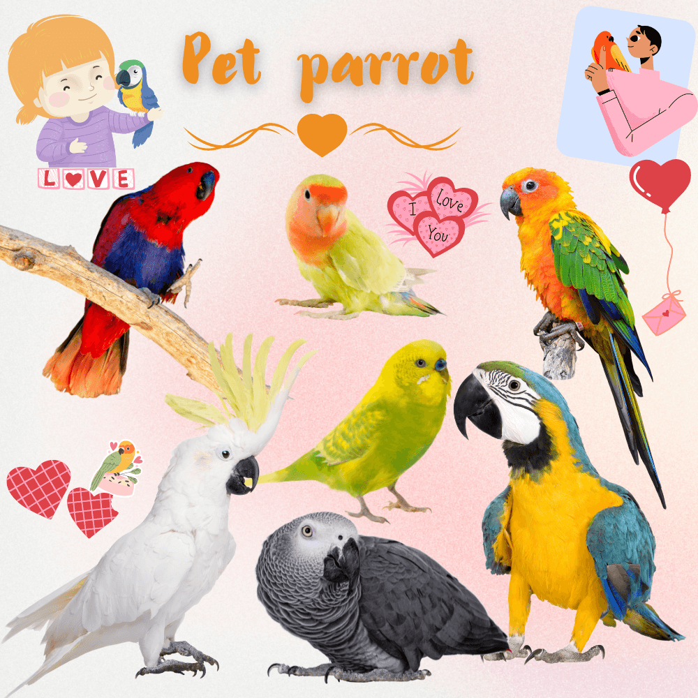 Pet parrot
