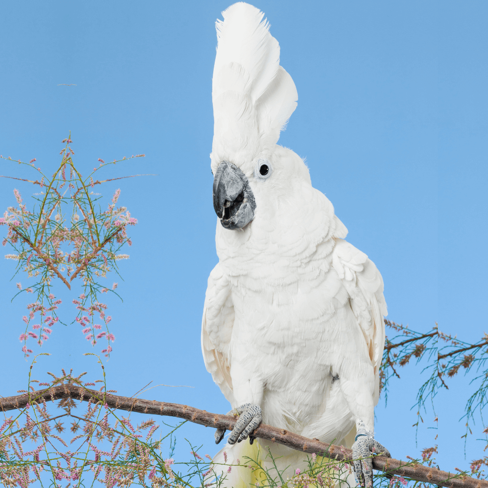 White cockatoo