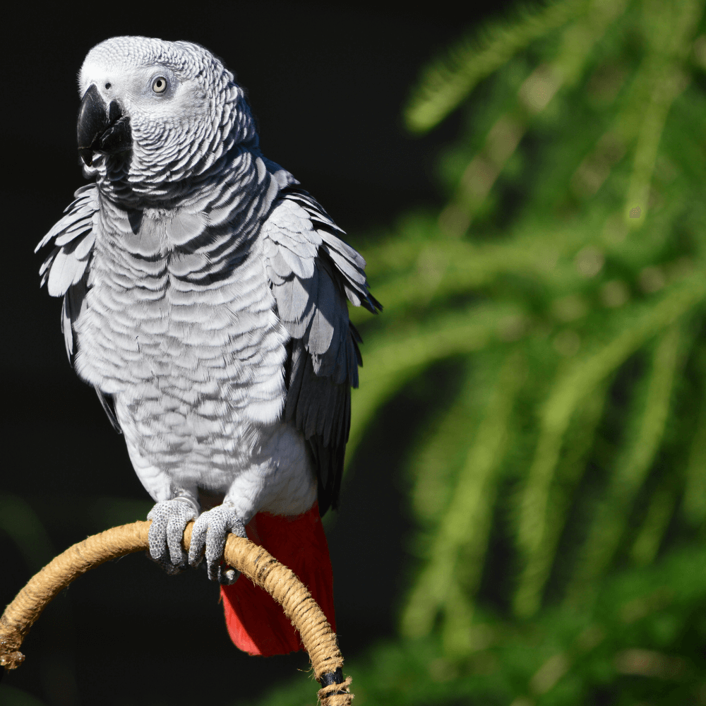 african grey parrot