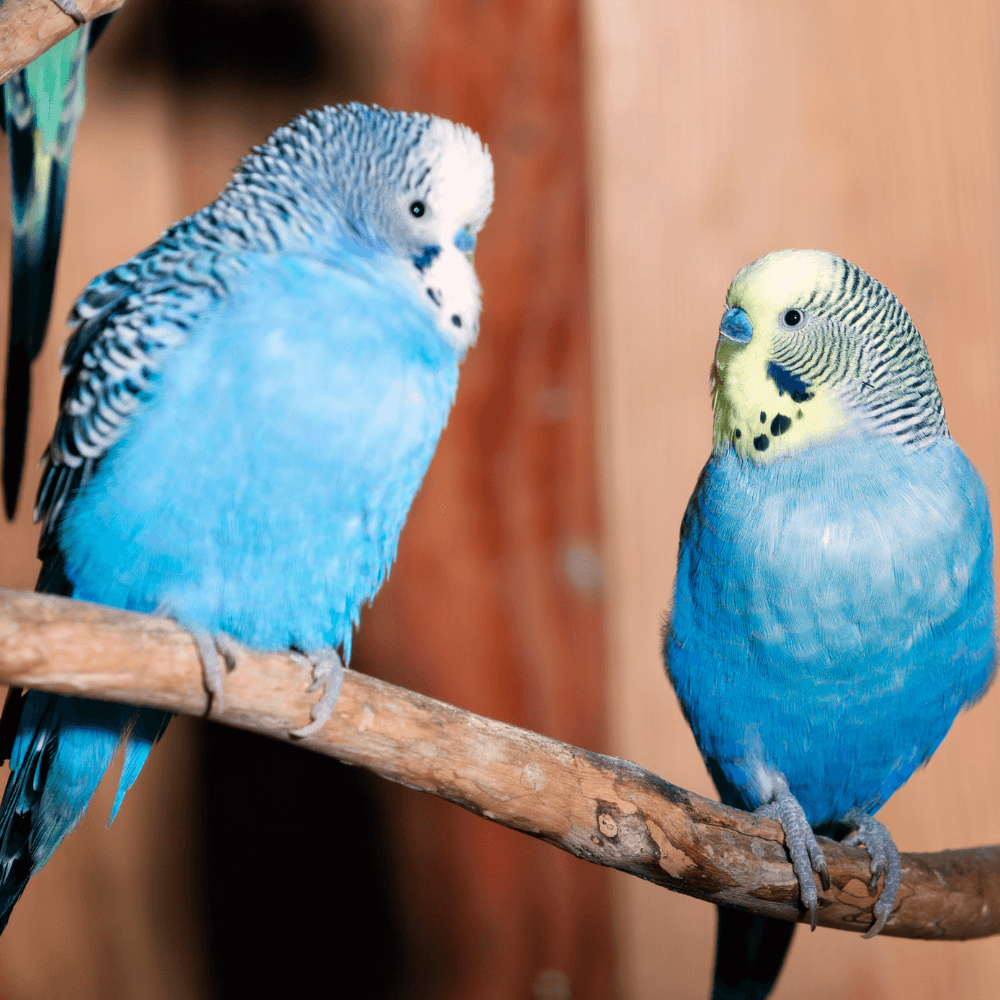 budgies