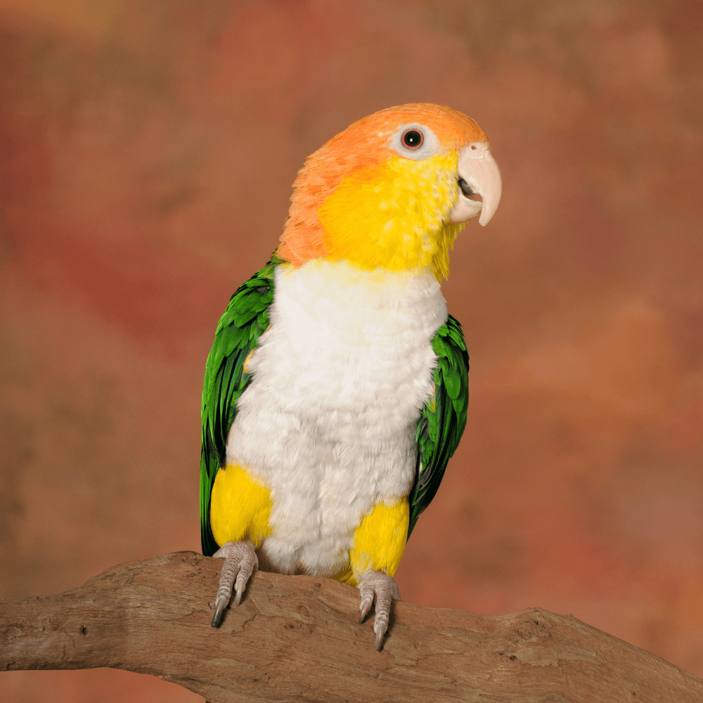 caique parrots