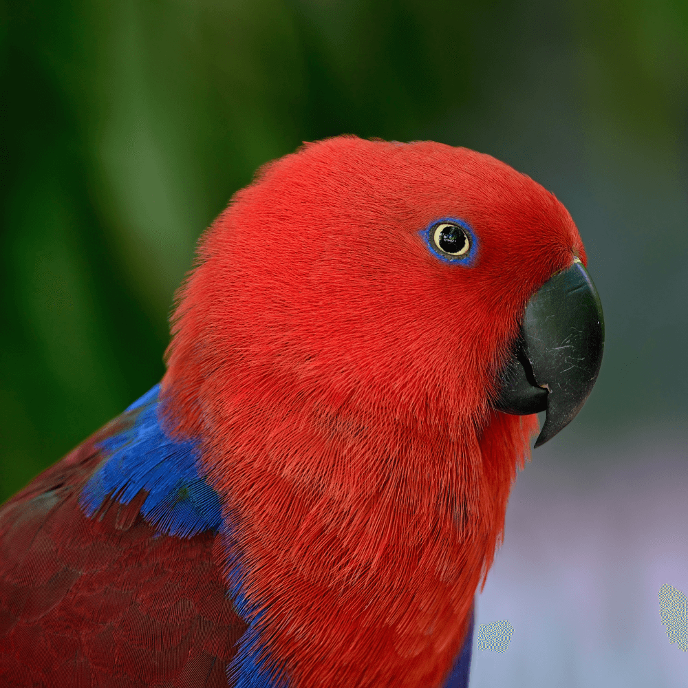 eclectus parrot female