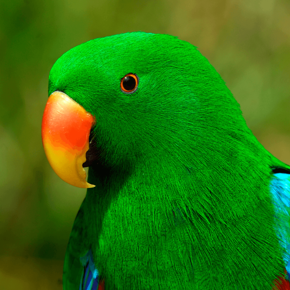 eclectus parrot male