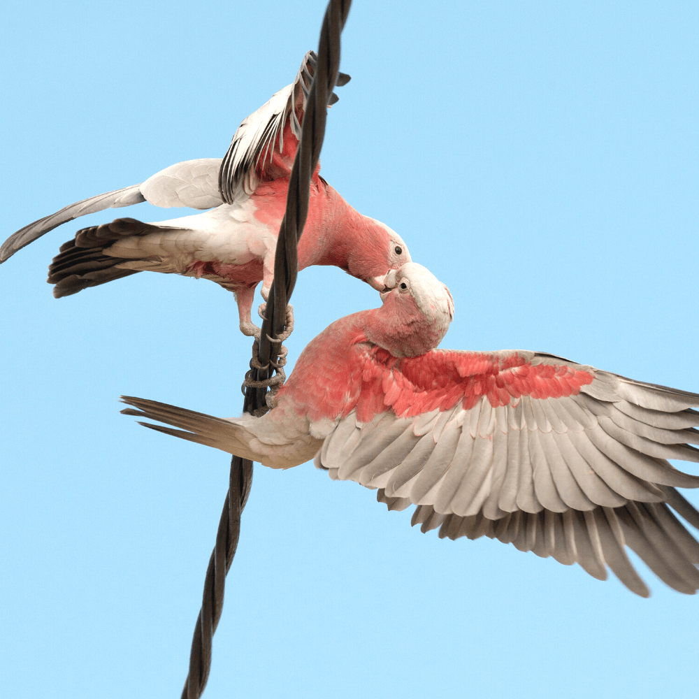 galah cockatoo breeding