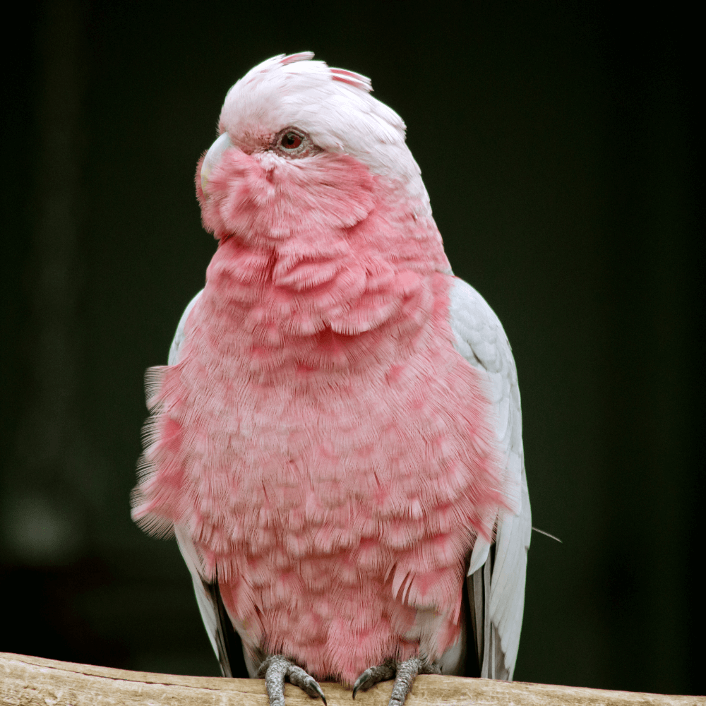 galah cockatoo for adoption