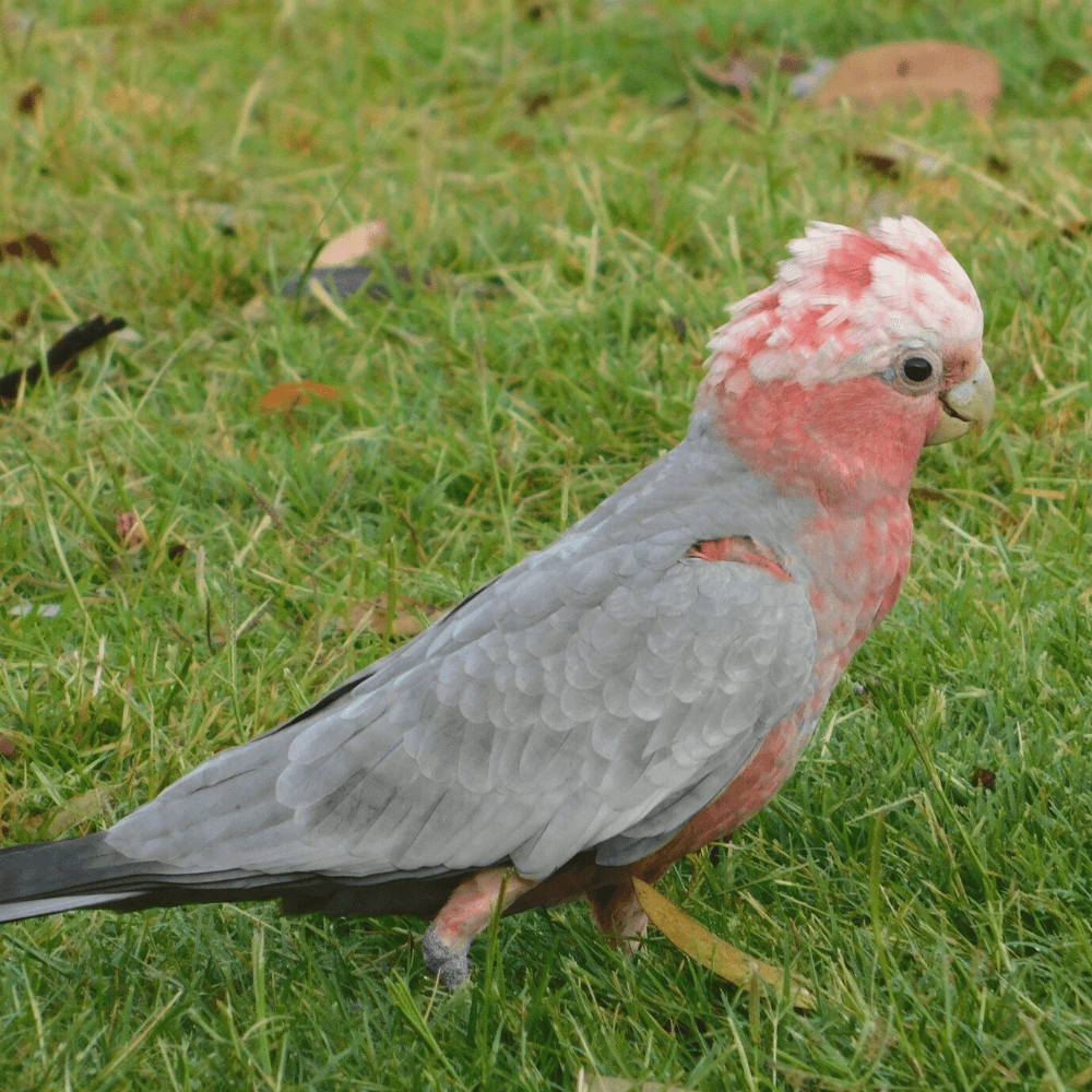 galah cockatoo personality