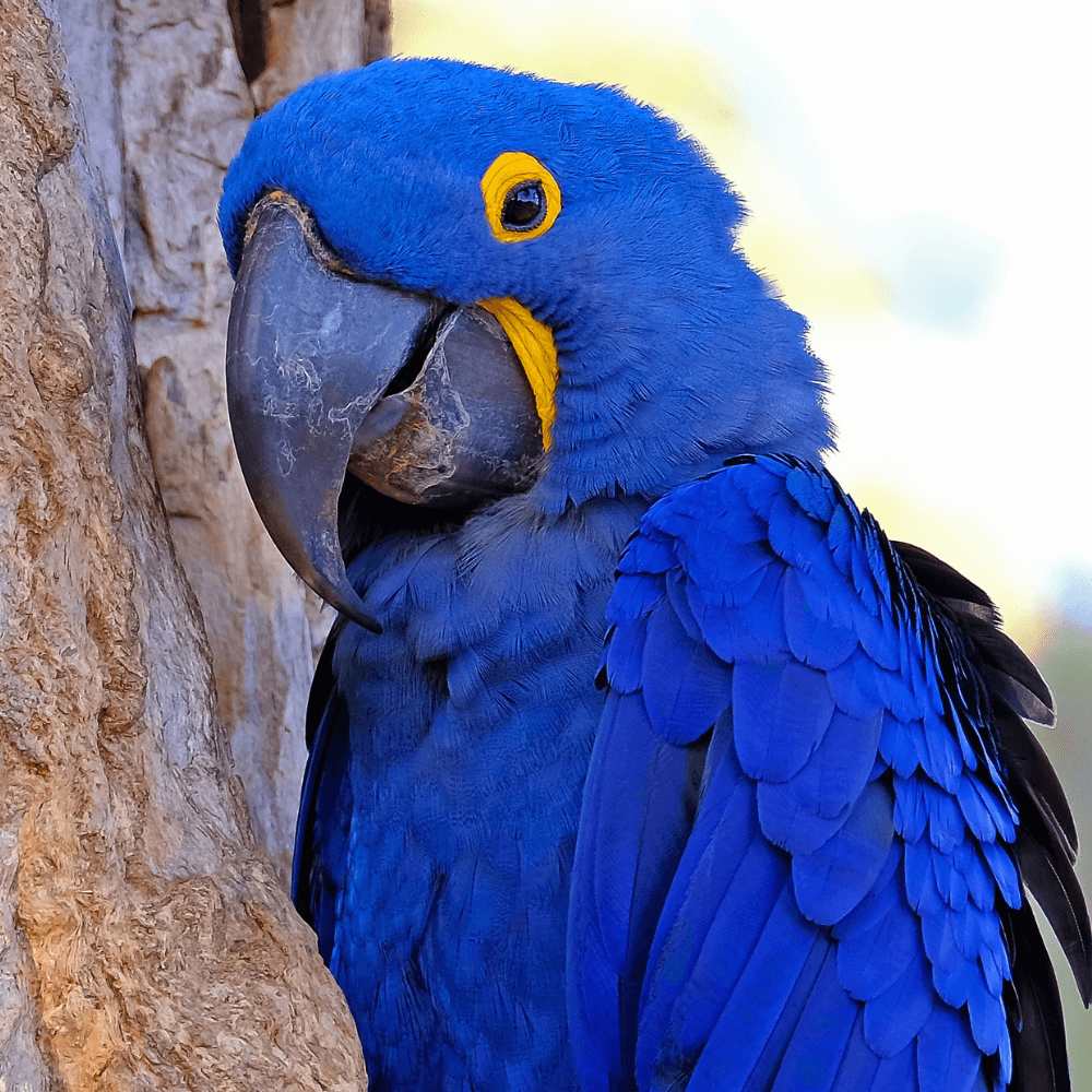 Hyacinth macaw - Personality Habitat Behavior and Conservation status