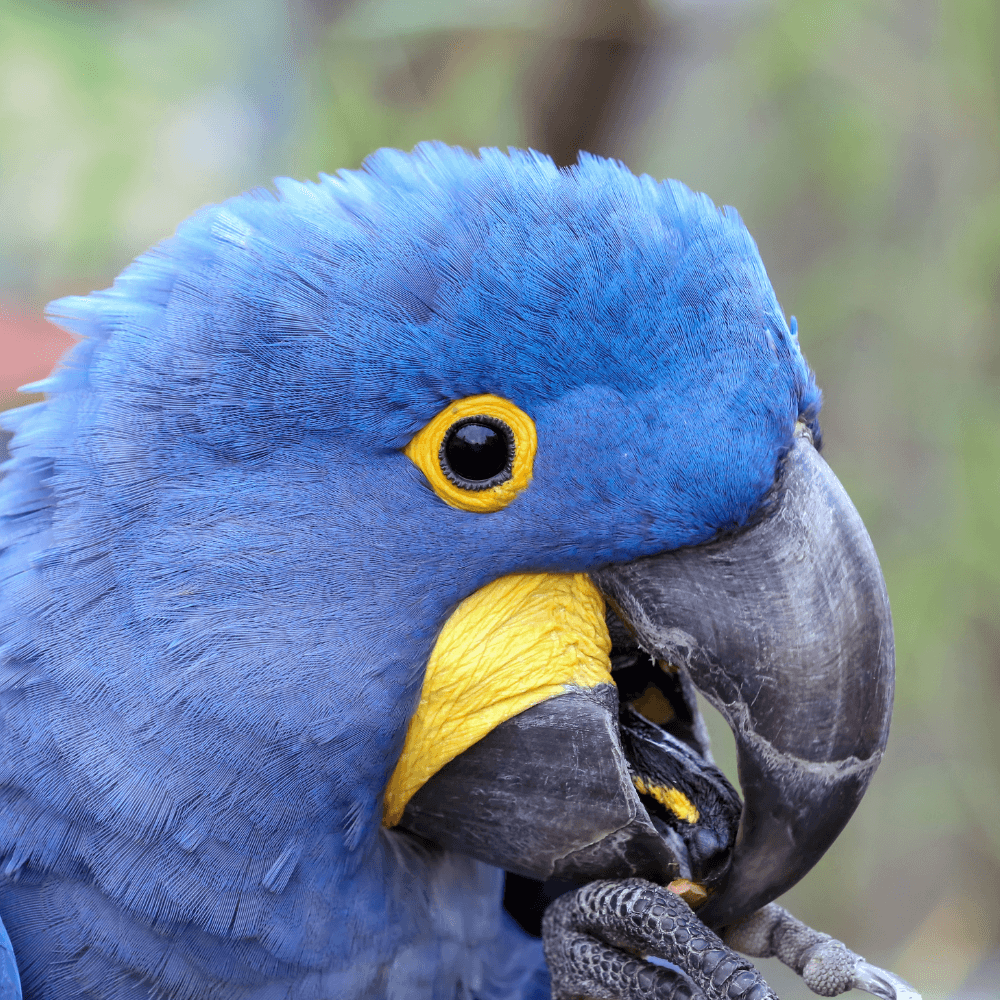 hyacinth macaw breeder