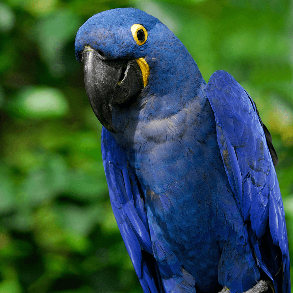 hyacinth macaw parrots