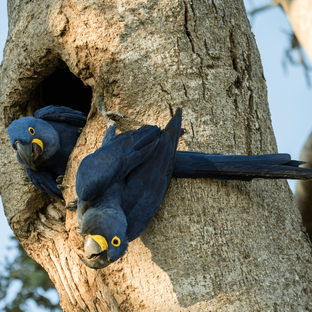 hyacinth macaw size