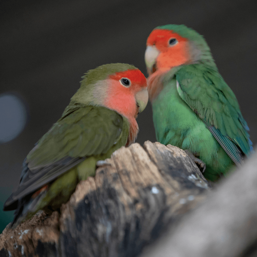 lovebird