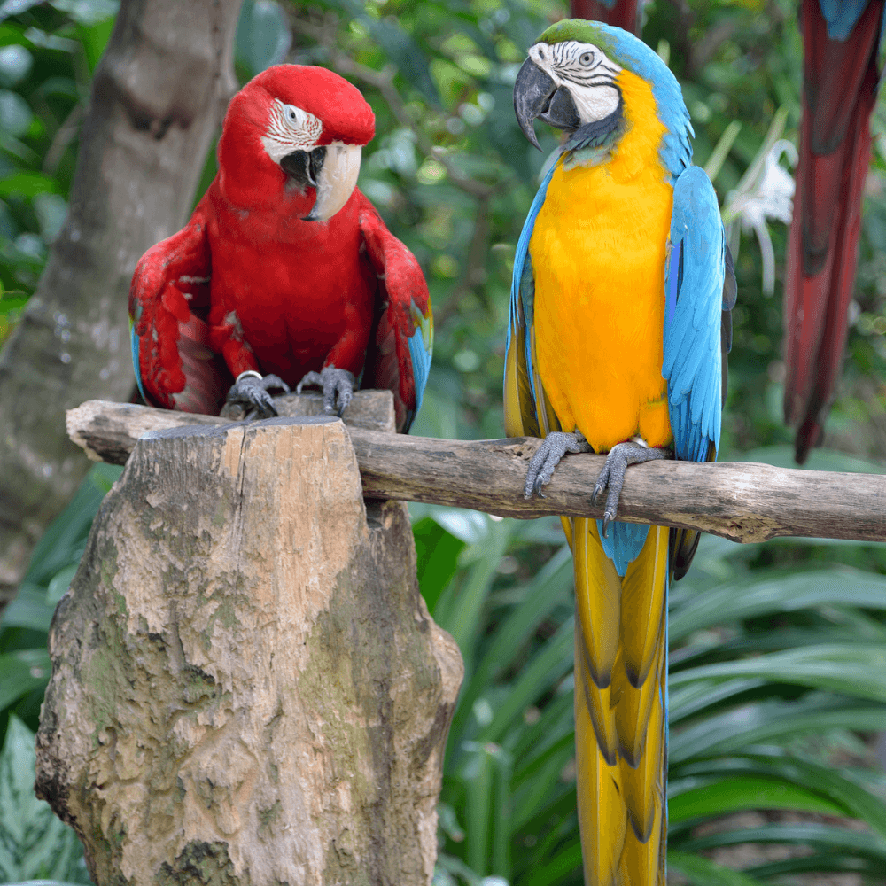 macaws