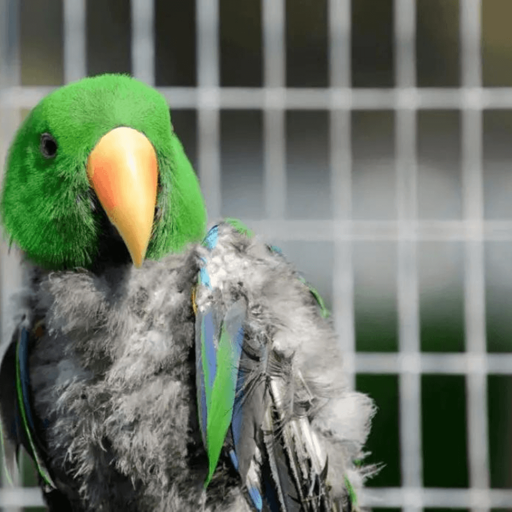moulting parrot
