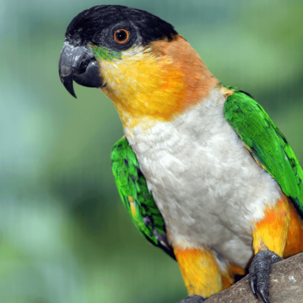 parrot caique