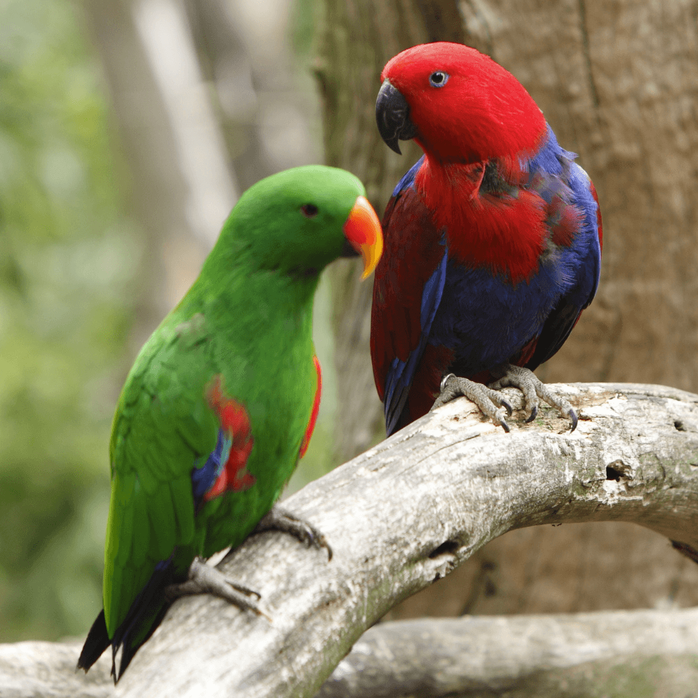 parrot eclectus