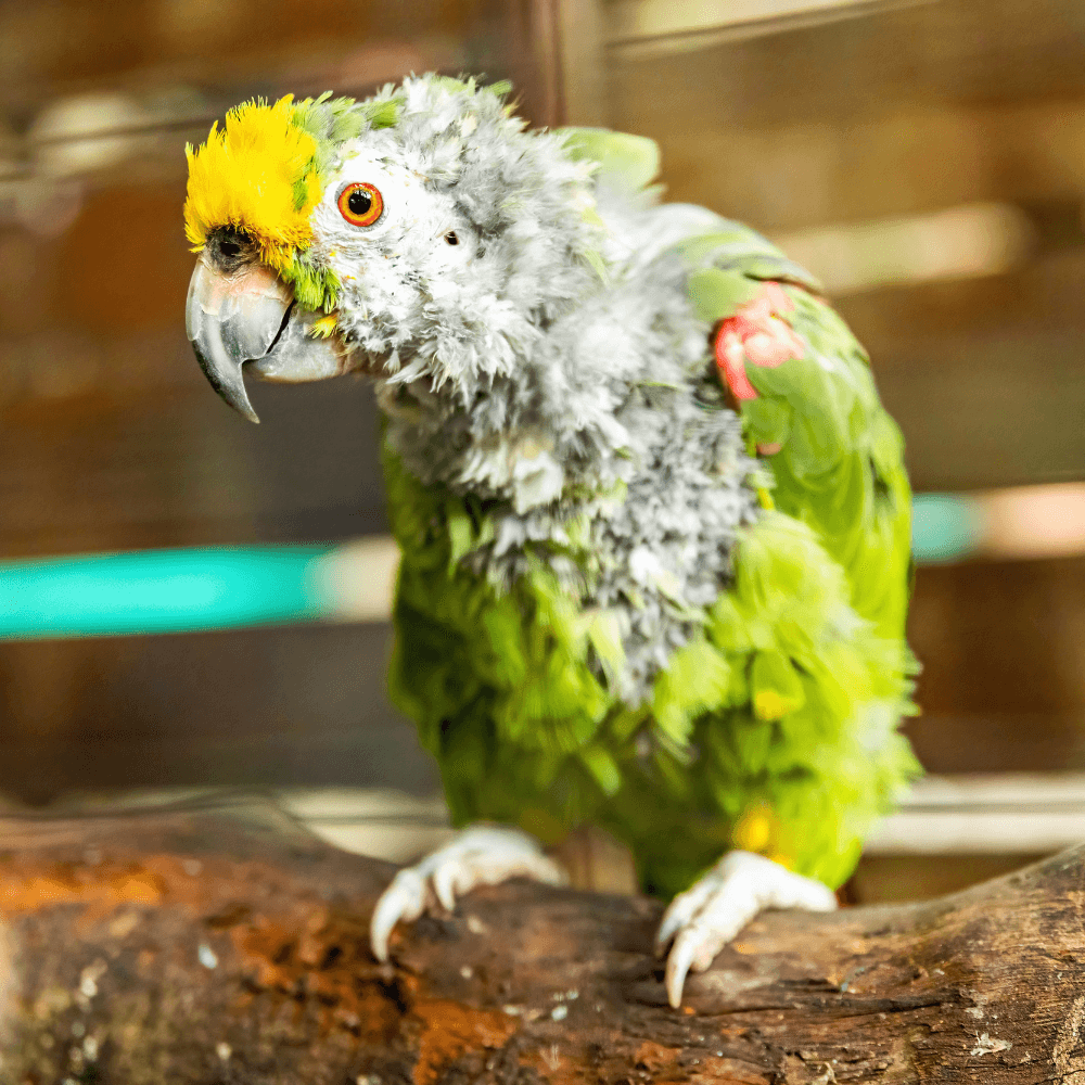parrot stress