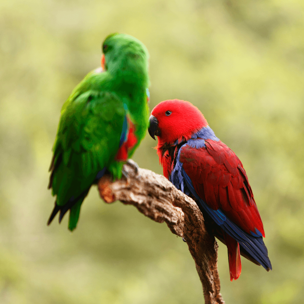 pet eclectus parrot