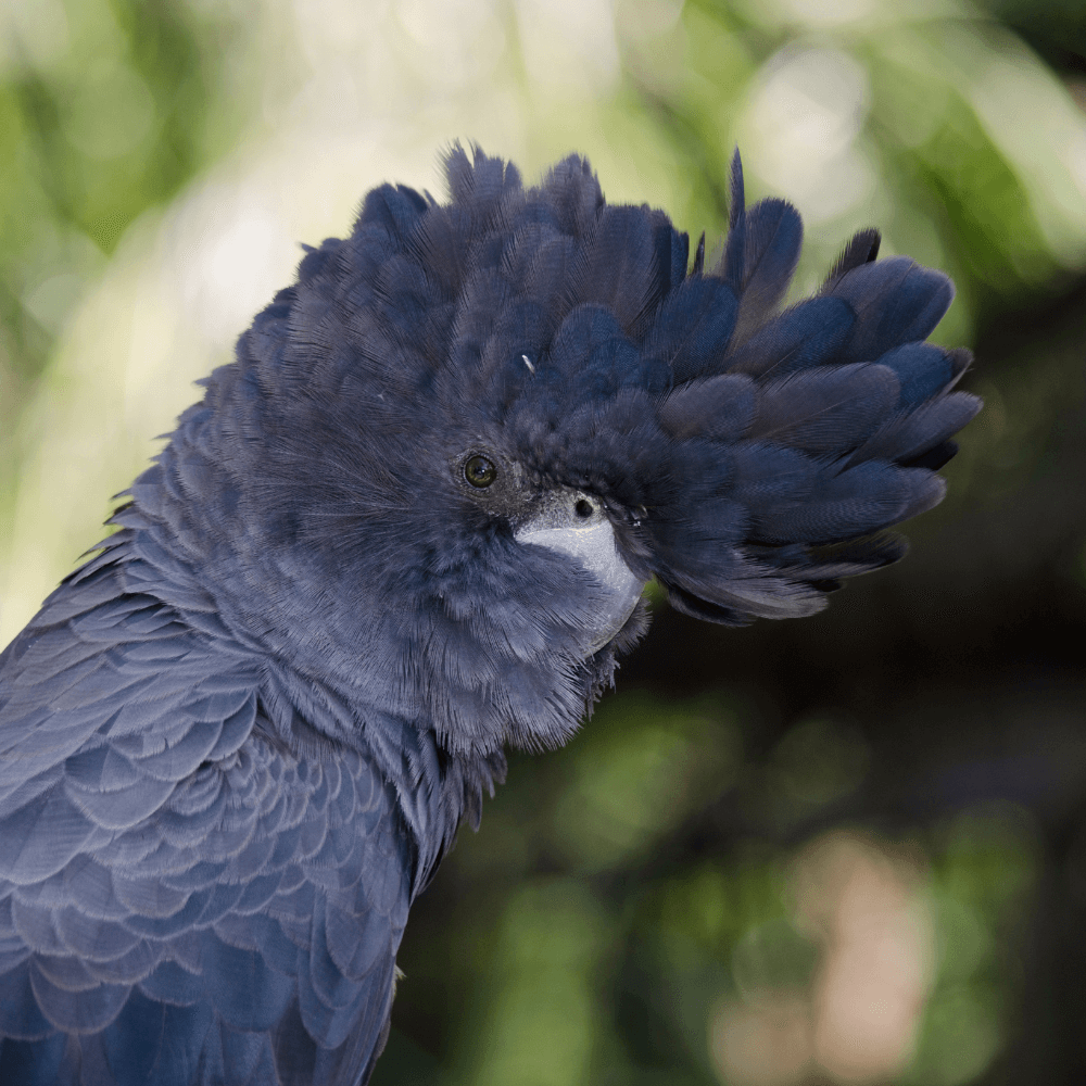 red tailed black cockatoo pet